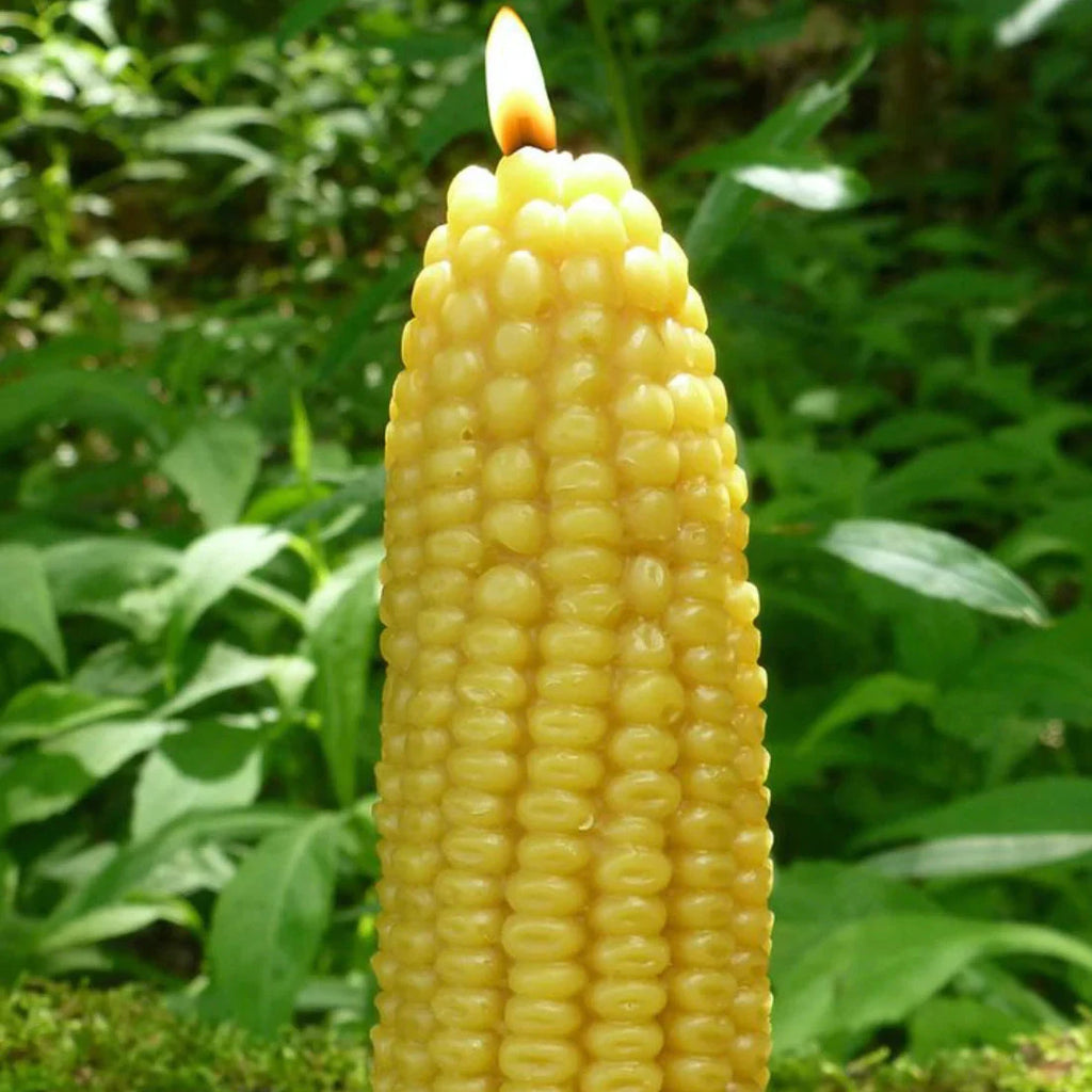 esh bougie corn on the cob beeswax candle